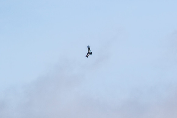 Andean Condor KAC8376