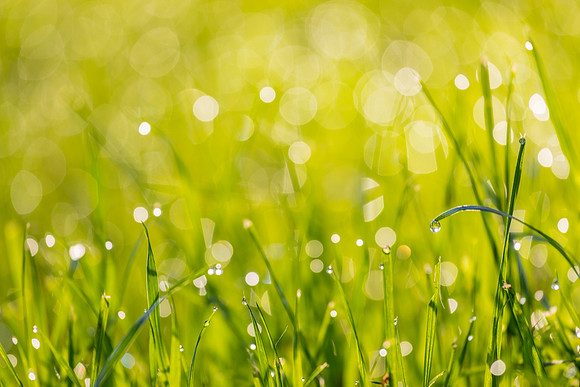 Grass Morning Spring KAC0592
