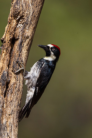 Acorn woodpecker KAC8681