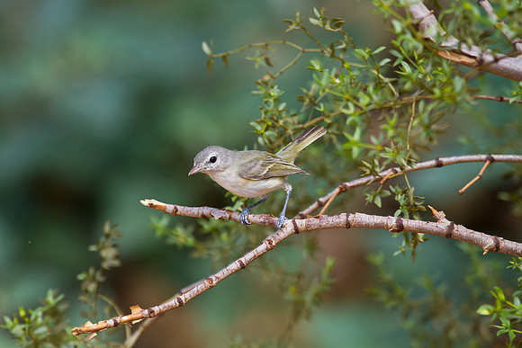 Bell's vireo KAC1914