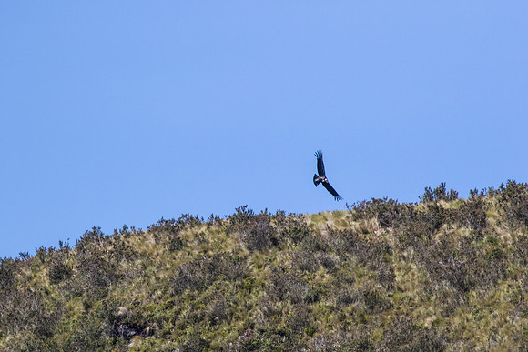Andean Condor KAC8426