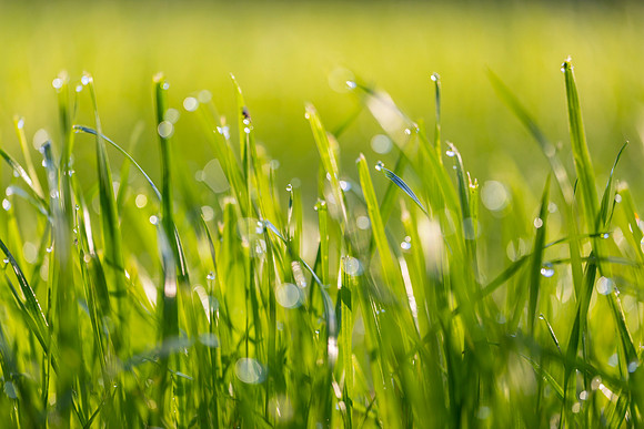 Grass Morning Spring KAC0567