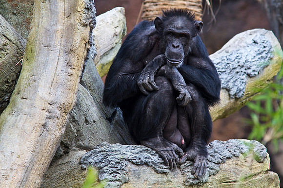 Chimpanzee KAC9240