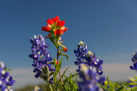 Indian Paintbrush KAC0772