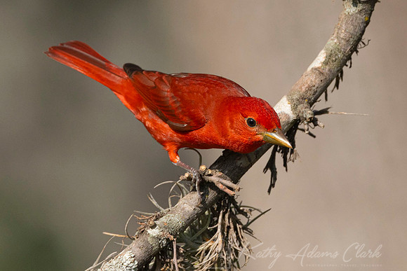 Summer tanager KAC0765