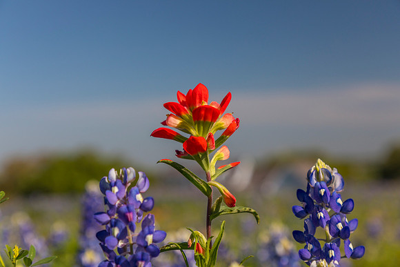 Indian Paintbrush KAC0767