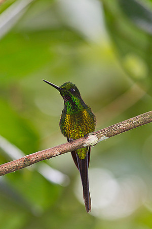 Empress brilliant hummingbird KAC0375