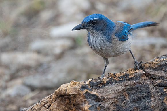 Woodhouse's Scrub-Jay KAC0838