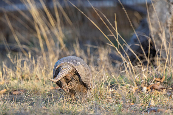Nine-banded armadillo KAC2955