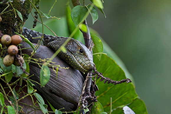 Caiman lizard KAC6377
