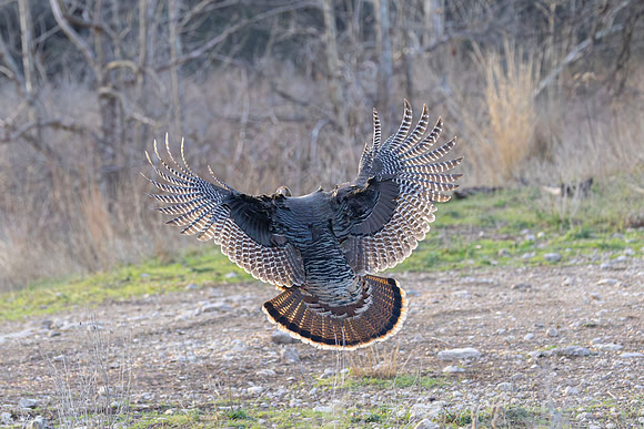 Wild Turkey KAC1014-Enhanced-NR