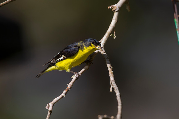 Lesser goldfinch KAC8325