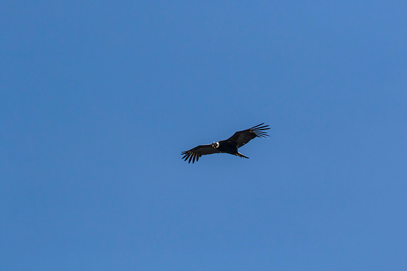 Andean Condor KAC8485