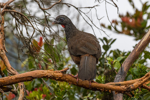 Andean guan KAC9188