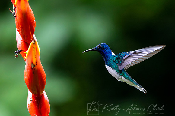 White-necked jacobin KAC4341-Enhanced-NR