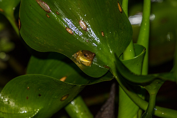 Executioner Clownfrog KAC0761