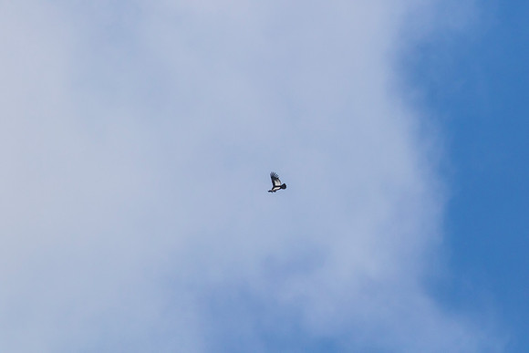 Andean Condor KAC8328