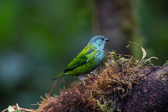 Black-capped tanager KAC0020