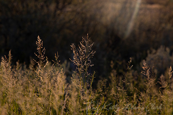 Grasses Backlit Big Bend KAC0569