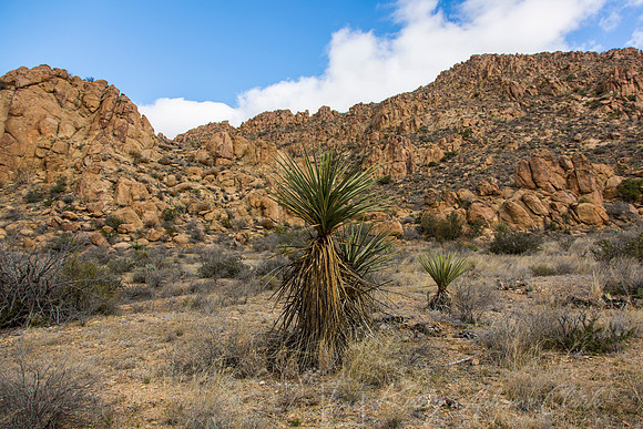 Grapevine Hills Big Bend KAC0105
