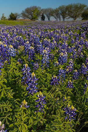 Texas Bluebonnet KAC0832
