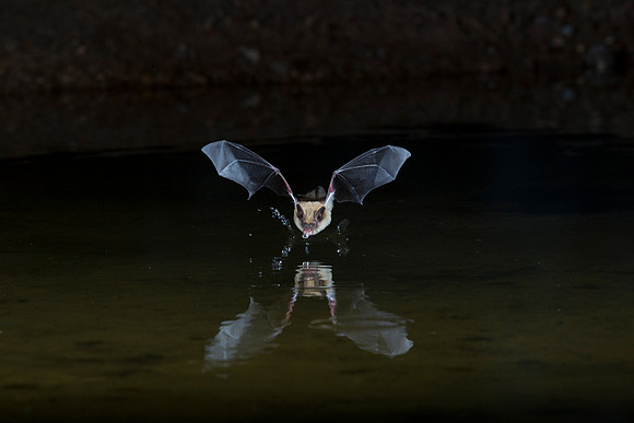 Arizona myotis Bat KAC9525
