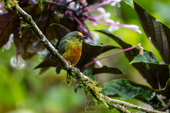 Olive-backed euphonia KAC3764