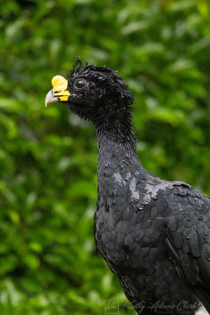 Great Curassow KAC3671