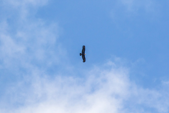Andean Condor KAC8356