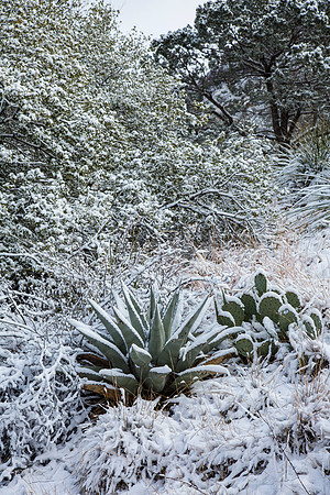 Havard Agave Snow KAC0048
