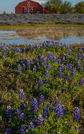 Texas Bluebonnet KAC0821