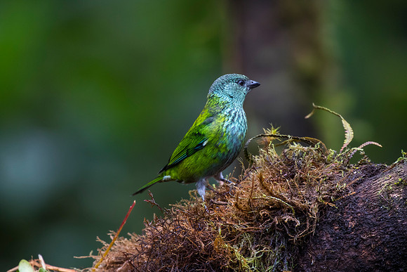 Black-capped tanager KAC0018