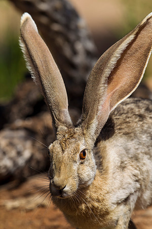 Antelope jackrabbit KAC8869