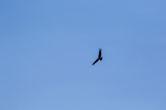 Andean Condor KAC8436