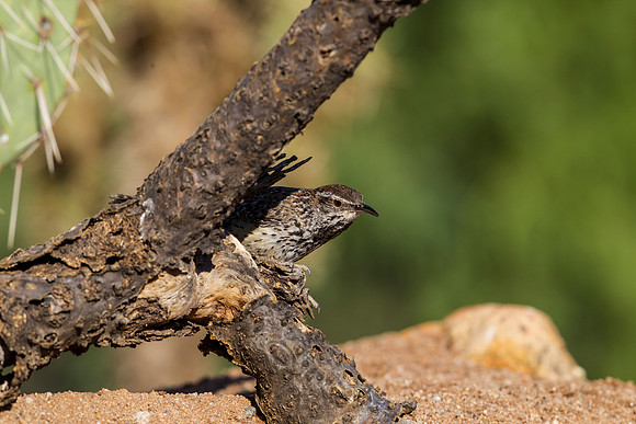 Cactus wren KAC8879