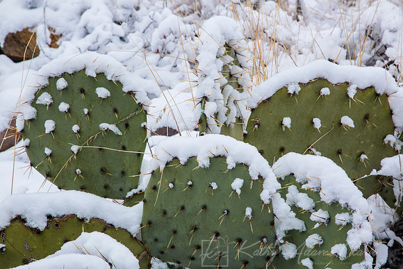 Prickly Pear Cactus Snow KAC0683