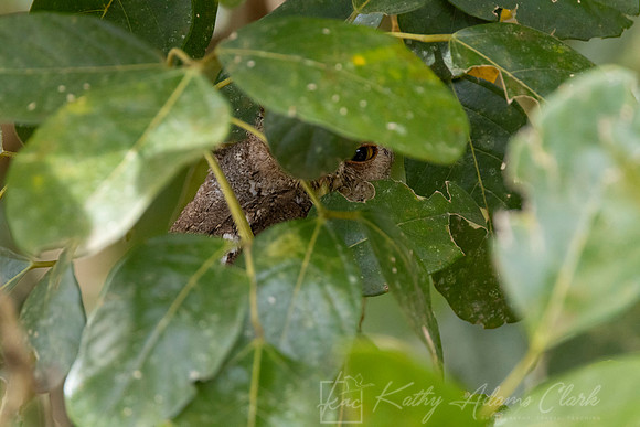 Middle American Screech-owl KAC3723