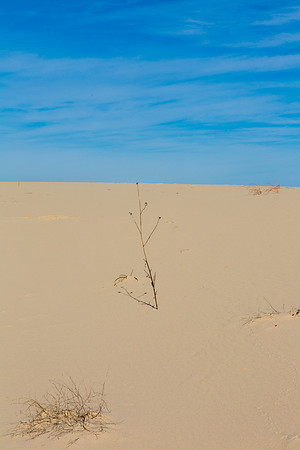 2 Monahans Sandhills State Park KAC5361