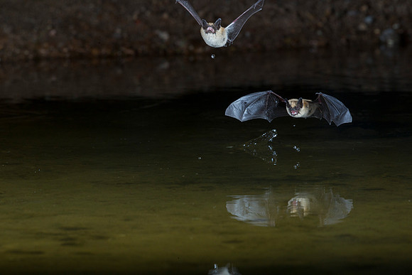 Arizona myotis Bat KAC9526