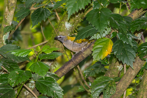 Buff-throated saltator KAC9559