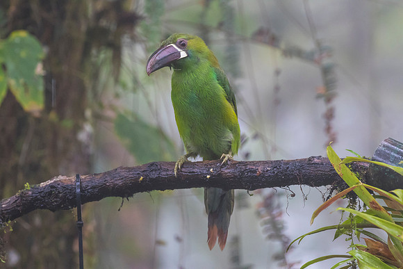 Crimson-rumped toucanet KAC9726