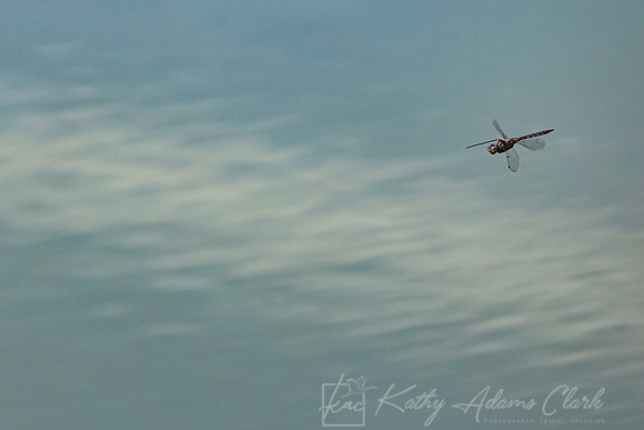 Blue-faced meadowhawk dragonfly KAC2863