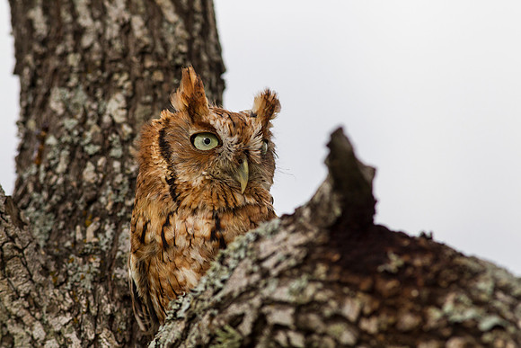 Eastern screech-owl KAC7322