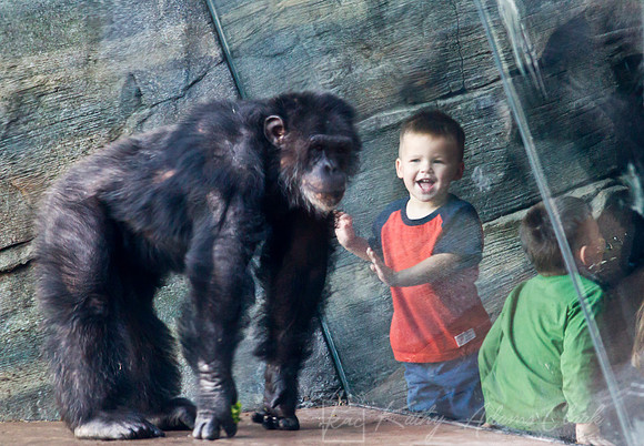 Chimpanzee KAC9479
