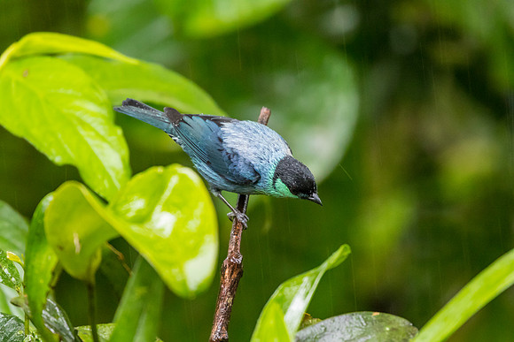 Black-capped tanager KAC0003