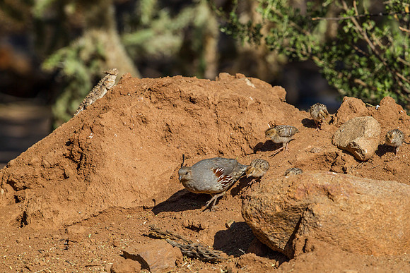 Gambel's quail KAC8912