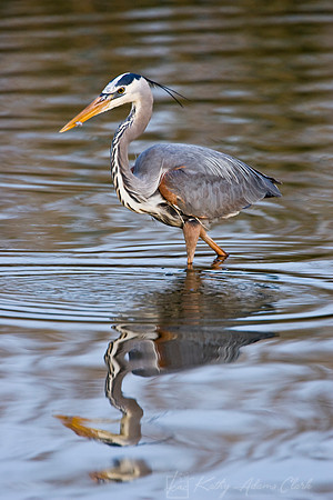 Great blue heron KAC37109