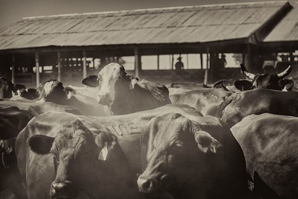 Cattle in Pen KAC7802tt