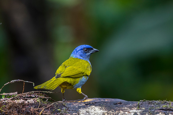 Blue-capped tanager KAC9840