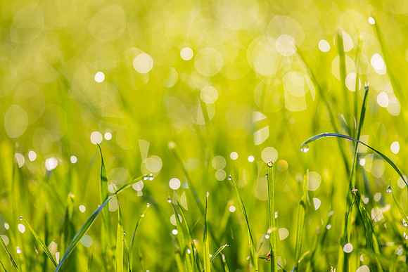 Grass Morning Spring KAC0589